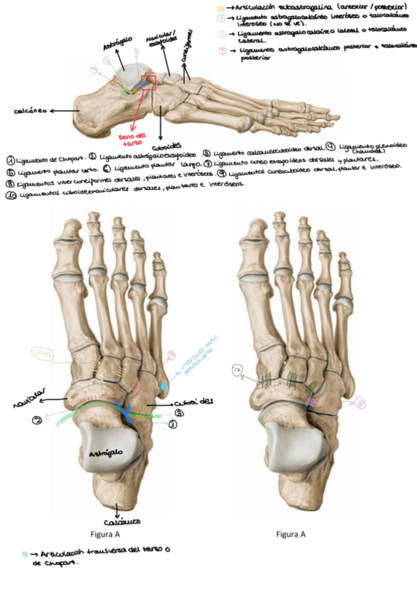 Miniatura del documento Plantilla-pies.pdf