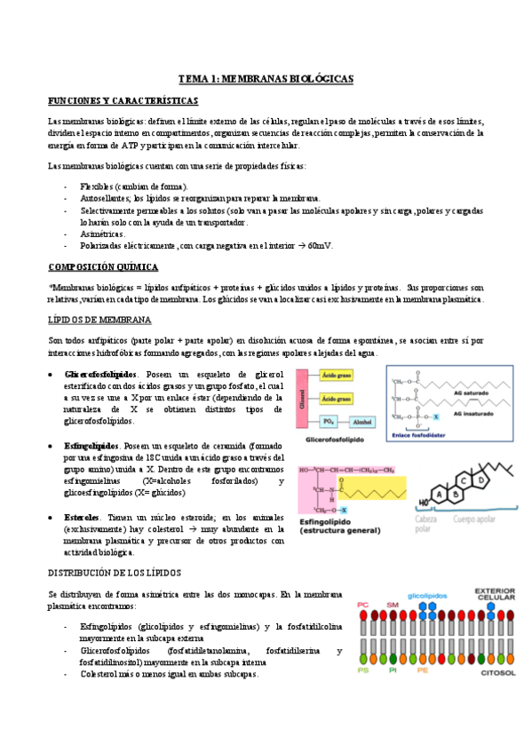 Miniatura del documento BIOQUIMICA-II-Temas 1-9.pdf