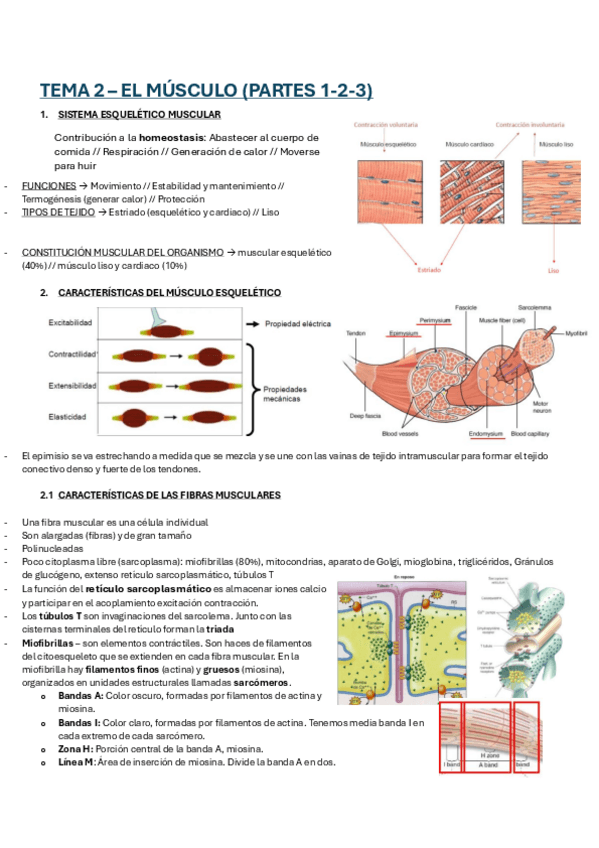 Miniatura del documento Tema-2-El-musculo-parte-1-2-3-FISIOLOGIA.pdf