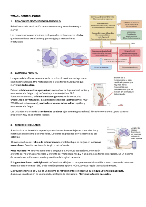 Miniatura del documento Tema-3-fisiologia.pdf