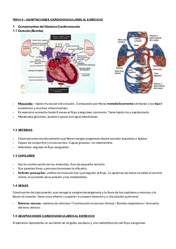 Miniatura del documento Tema-5-Fisiologia.pdf