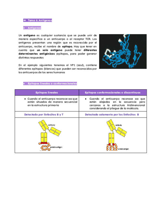 Miniatura del documento INMUNOLOGIA-TEMA-6-CURSO-24-25.pdf
