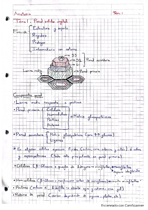 Miniatura del documento Anatomia-completo.pdf