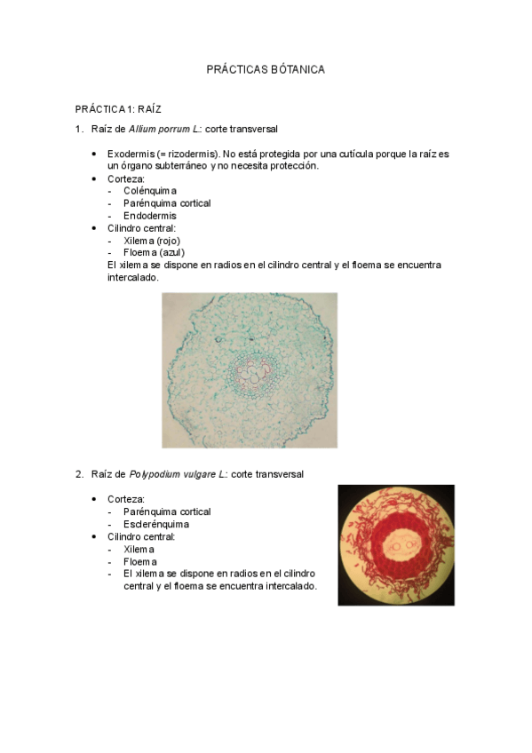 Miniatura del documento Practicas-botanica.pdf