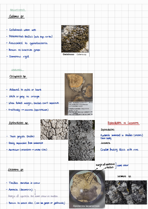 Miniatura del documento Practica-2-Lichens-Apuntes.pdf