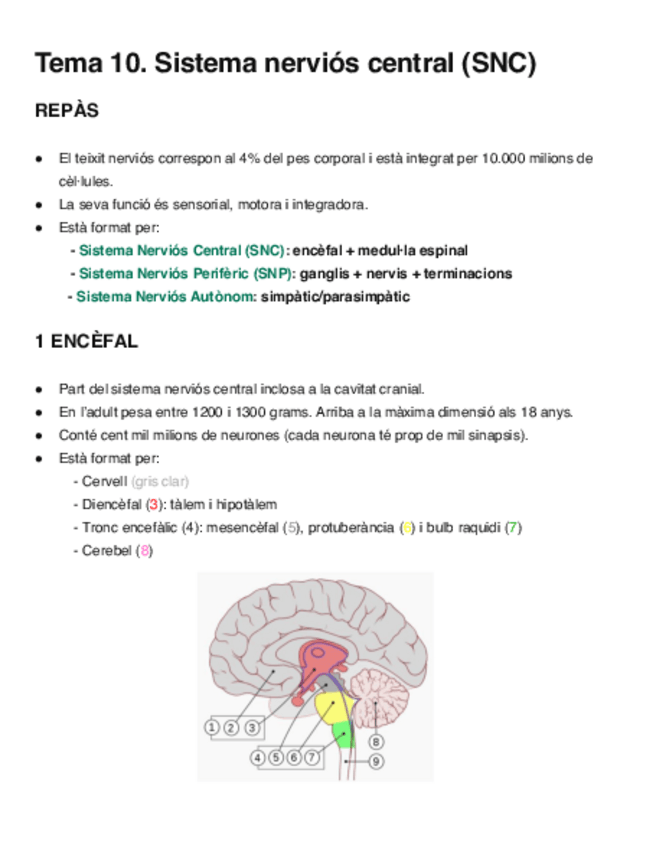 Miniatura del documento Apunts-Sistema-Nervios-Central.pdf