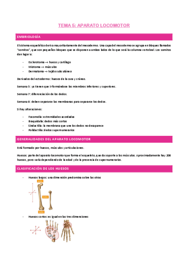 Miniatura del documento Tema-5-aparato-locomotor.pdf