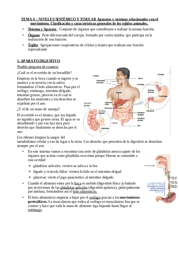 Miniatura del documento TEMA-4.1..pdf