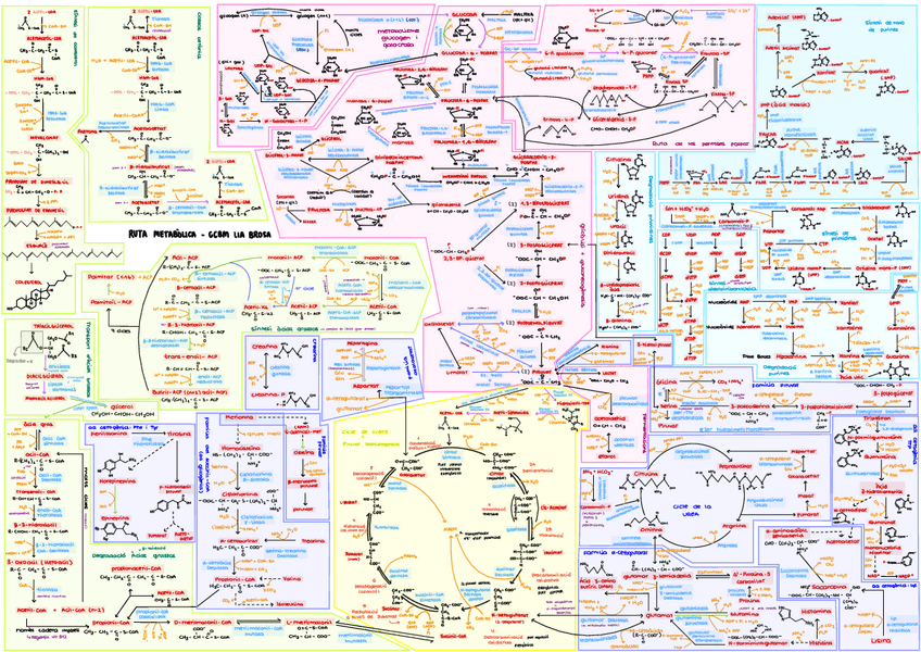 Miniatura del documento Rutas-metaboliques.pdf