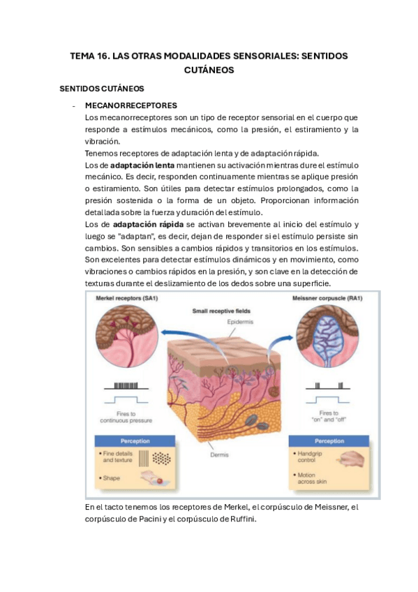 Miniatura del documento TEMA-16.pdf