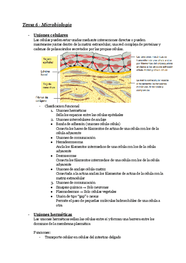 Miniatura del documento Tema-6-Uniones-celulares-Biologia-celular-y-genetica.pdf