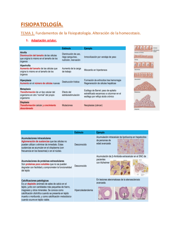 Miniatura del documento Fisiopatologia-ENTERO.pdf