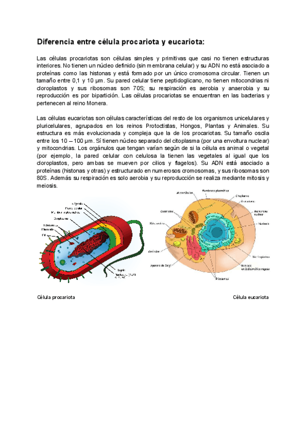 Miniatura del documento Diferencia-entre-celula-procariota-y-eucariota.pdf
