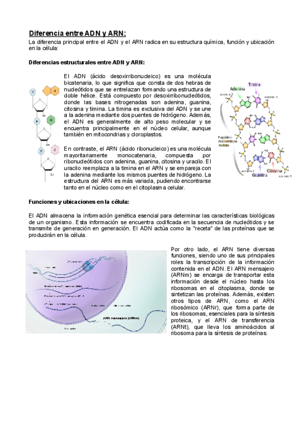 Miniatura del documento Diferencia-entre-ADN-y-ARN.pdf