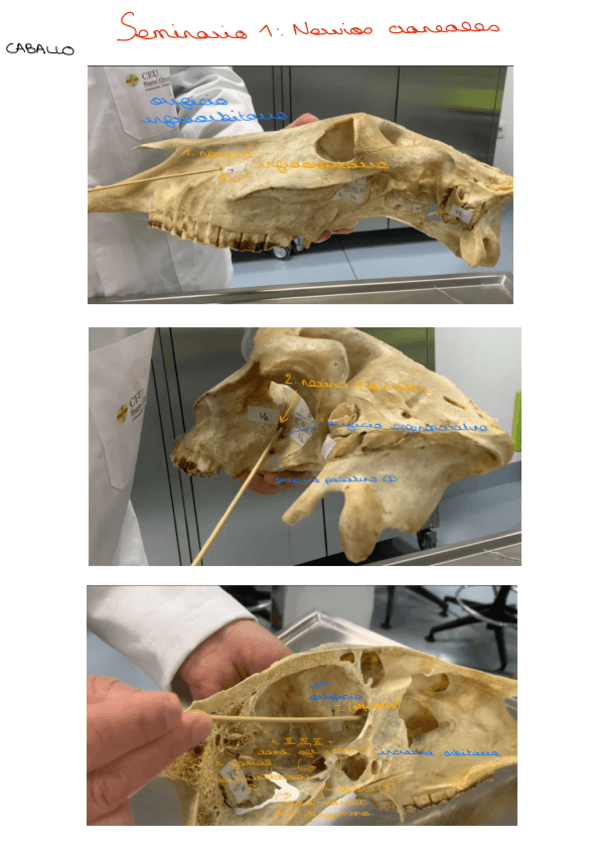 Miniatura del documento Seminario-Nervios-craneales.pdf