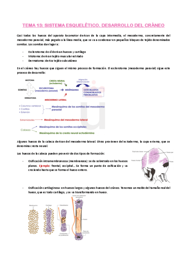 Miniatura del documento Temas-13-20-anatomia.pdf
