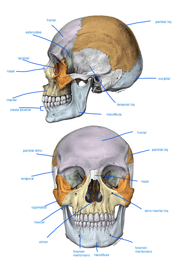 Miniatura del documento LAMINAS-ANATOMIA-RESUELTAS.pdf