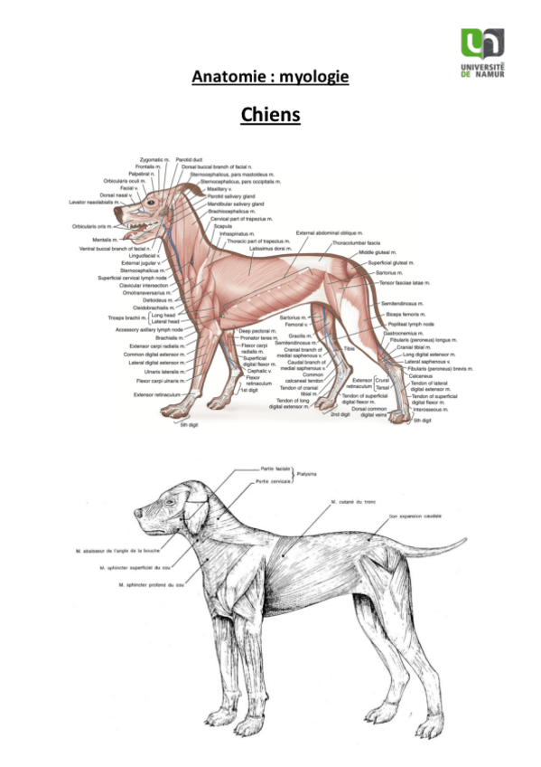 Miniatura del documento Musculos-atlas-completo.pdf