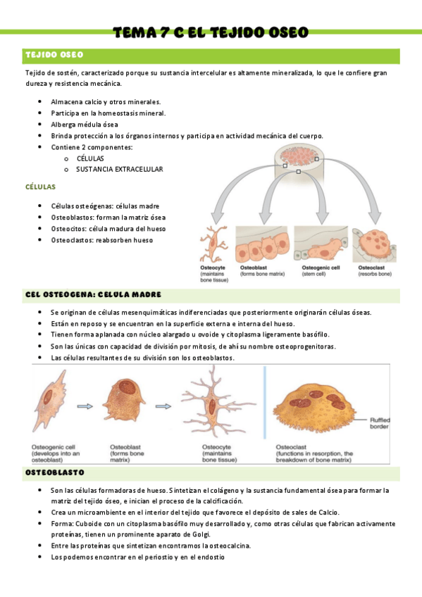 Miniatura del documento HISTOLOGIA-T7C.pdf