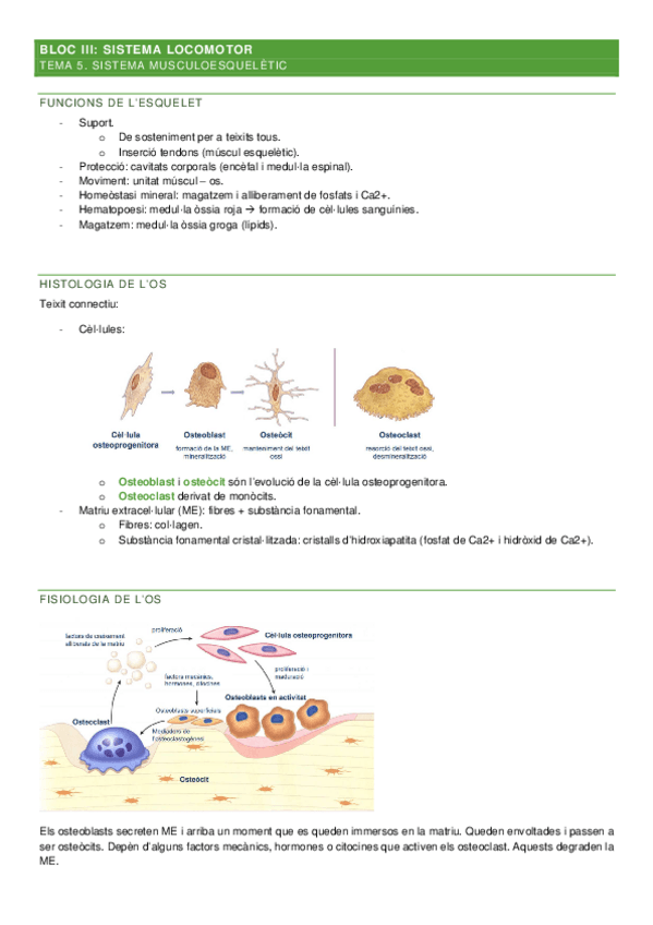 Miniatura del documento Apuntes-Bloc-III-Fisiologia-I.pdf