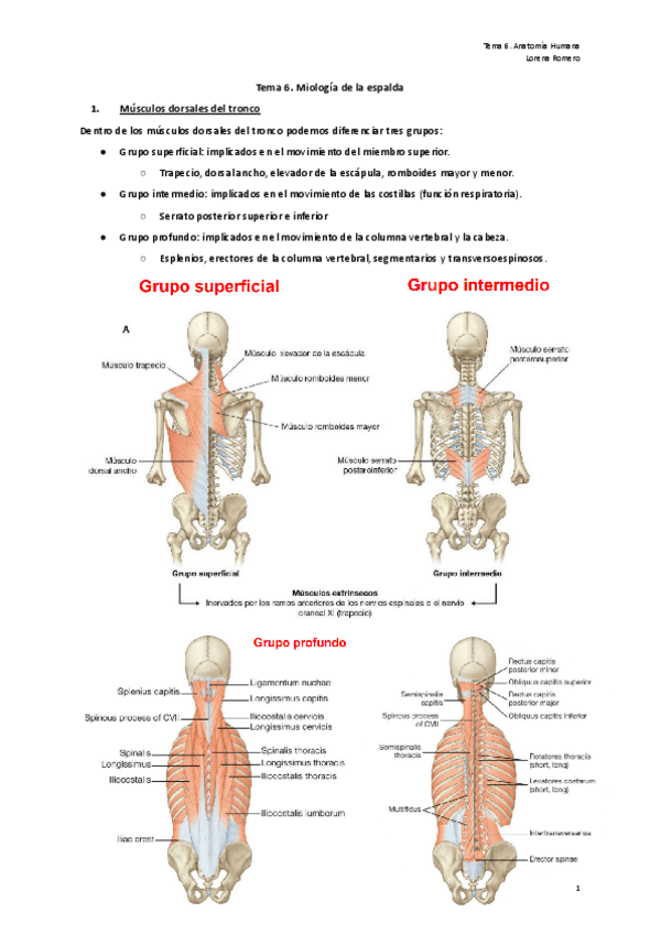 Miniatura del documento Tema-6.-Miologia-de-la-espalda.pdf