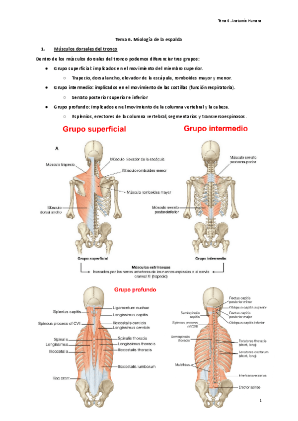 Miniatura del documento Tema-6.-Miologia-de-la-espalda.pdf