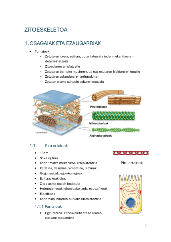 Miniatura del documento 3.-Zitoeskeletoa.pdf