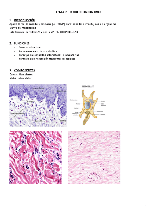 Miniatura del documento T6.-Histologia.pdf