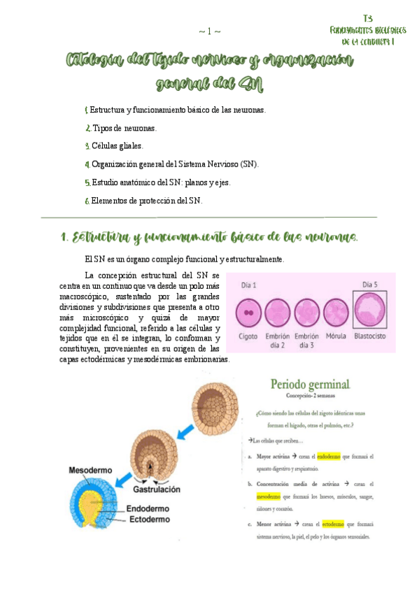 Miniatura del documento T3-Citologia-del-tejido-nervioso-y-organizacion-general-del-SN.pdf