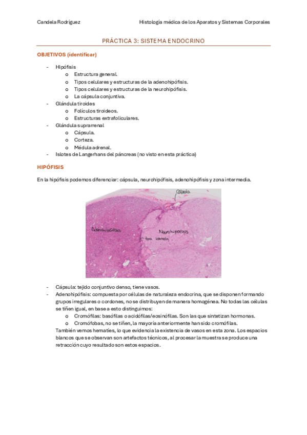 Miniatura del documento practica-sistema-endocrino.pdf