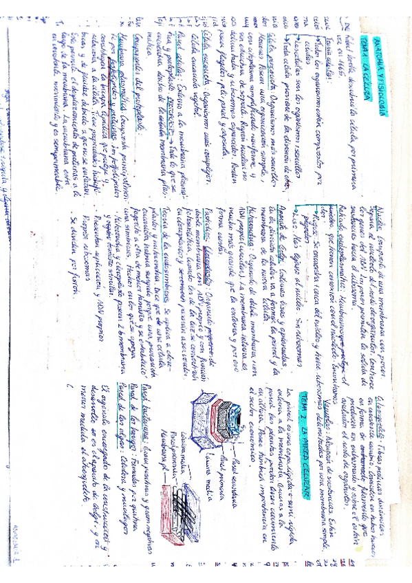 Miniatura del documento resumenes-anatomia.pdf