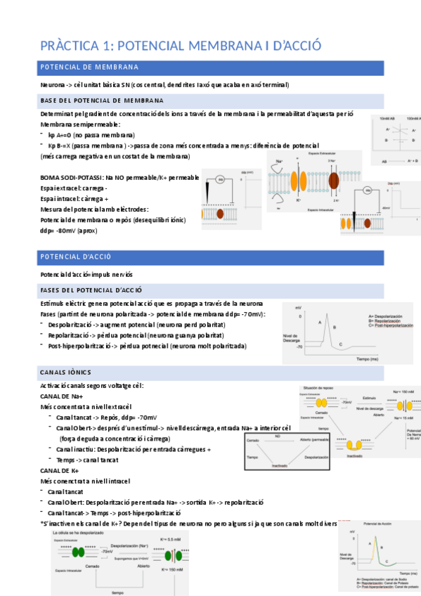 Miniatura del documento practiques-apunts.pdf