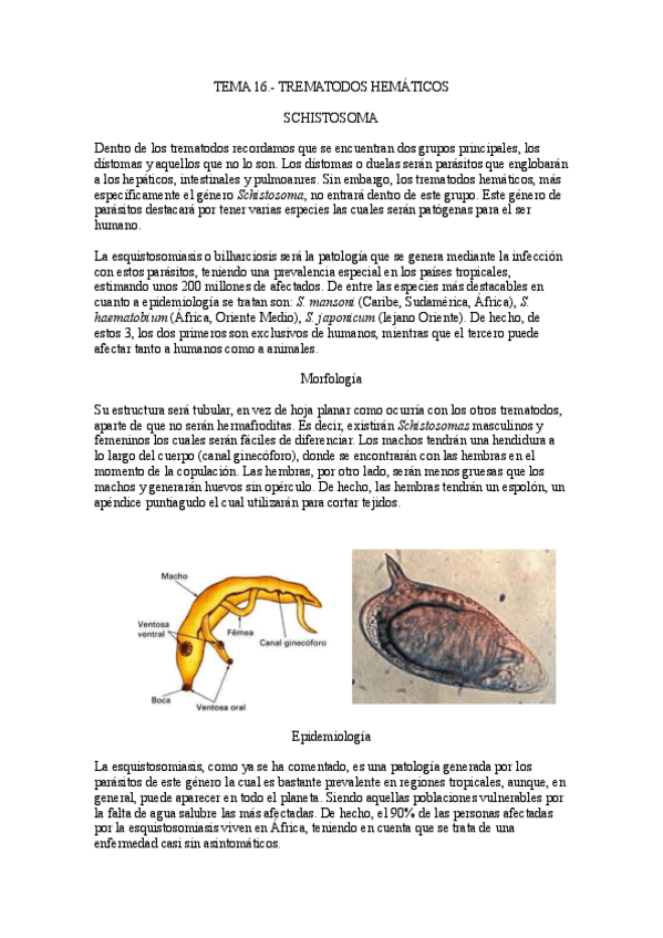 Miniatura del documento Tema-16.-Trematodos-hematicos.pdf