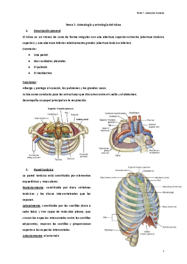 Miniatura del documento Tema-7.-Osteologia-y-artrologia-del-torax.pdf
