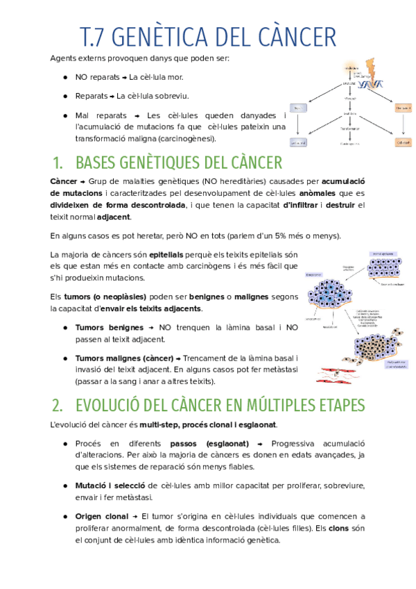Miniatura del documento T.7-GENETICA-DEL-CANCER.pdf