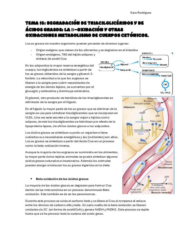 Miniatura del documento TEMA-13-BQII.pdf