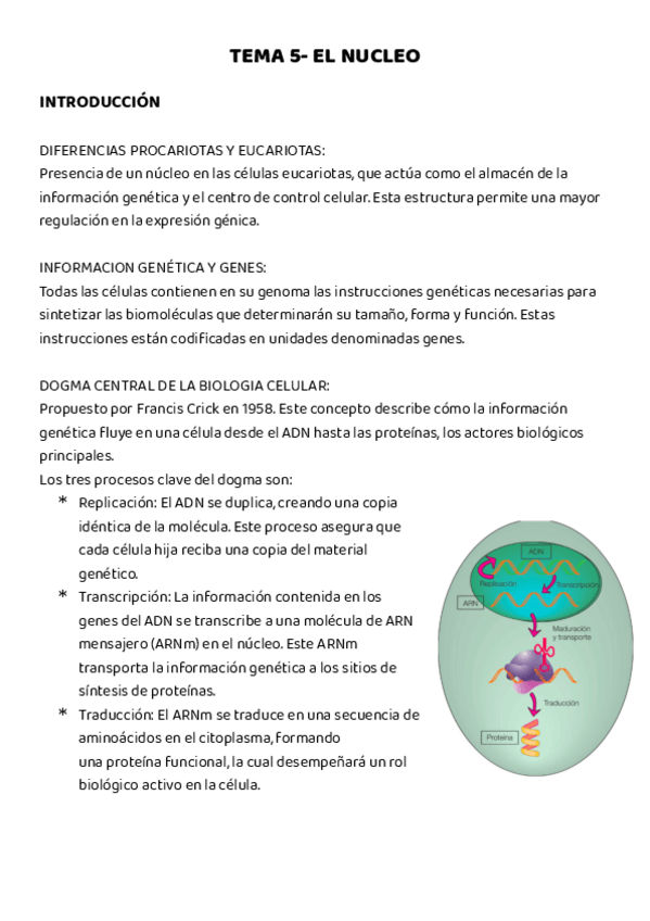 Miniatura del documento TEMA-5-EL-NUCLEO.pdf