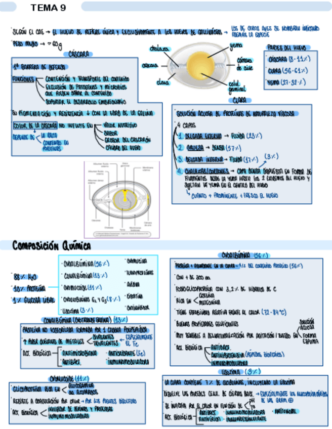 Miniatura del documento TEMA-9.-EL-HUEVO.pdf