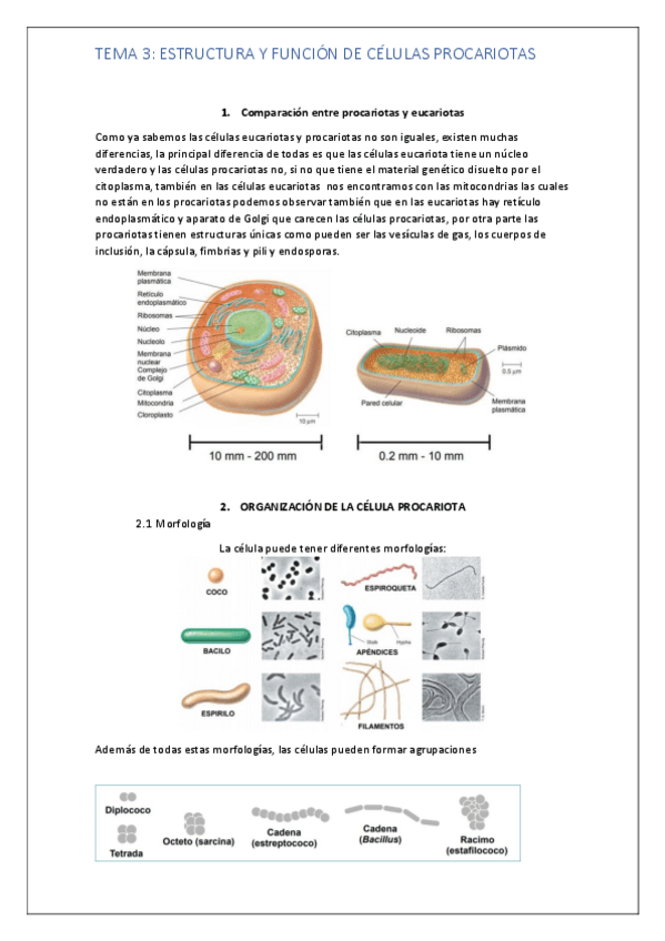 Miniatura del documento tema 3 micro.pdf