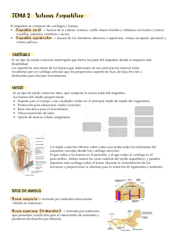 Miniatura del documento tema-2.-osteologia-general.-apuntes.pdf