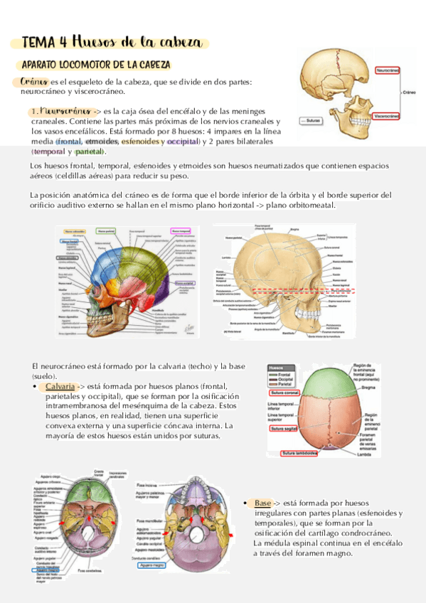 Miniatura del documento tema-4.-huesos-de-la-cara.-apuntes.pdf