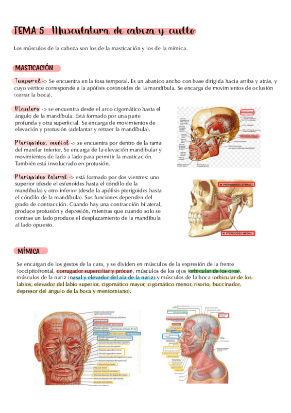 Miniatura del documento tema-5.-musculatura-de-cabeza-y-cuello.-apuntes.pdf