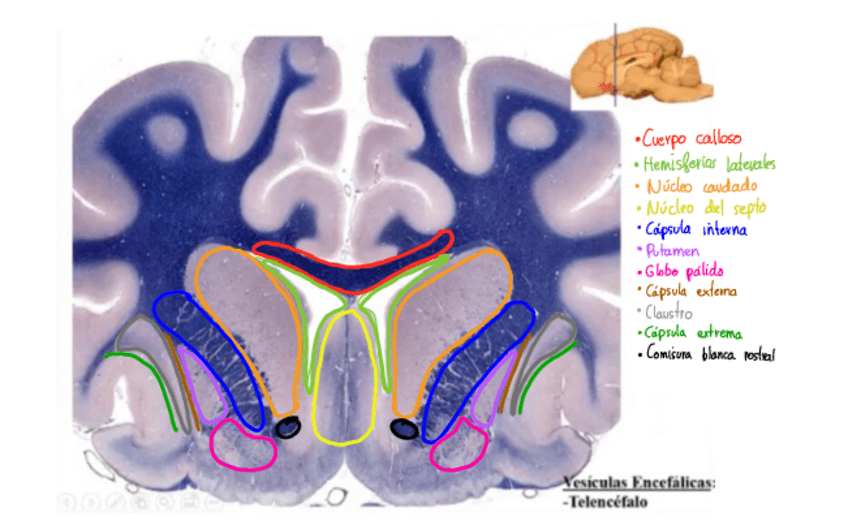 Miniatura del documento Cortes-Encefalo.pdf