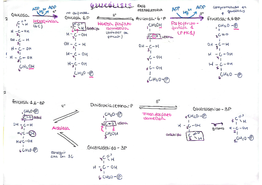 Miniatura del documento glucolisis.pdf
