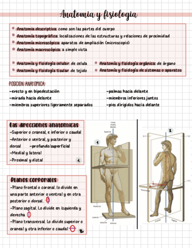 Miniatura del documento Anatomia-y-Fisiologia-del-cuerpo-celulas-planos-tejidos....pdf