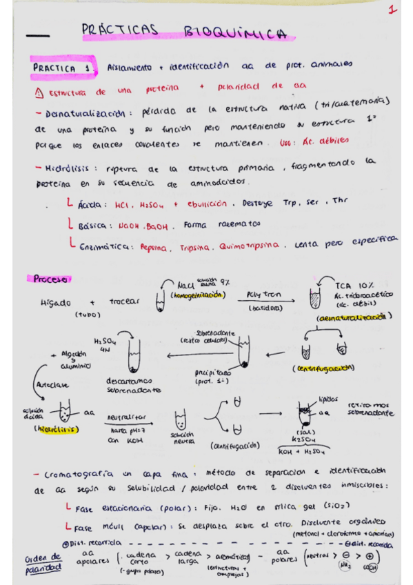 Miniatura del documento Apuntes-practicas-bioquimica.pdf