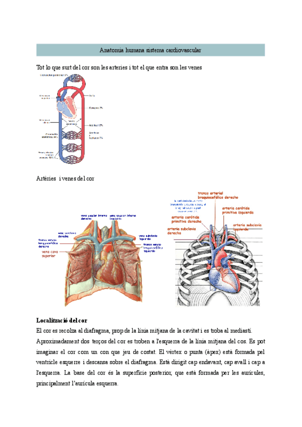 Miniatura del documento Anatomia-humana-sistema-cardovascular.pdf