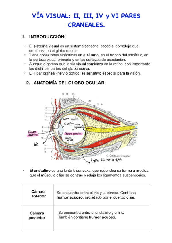 Miniatura del documento T12.-Via-visual.pdf