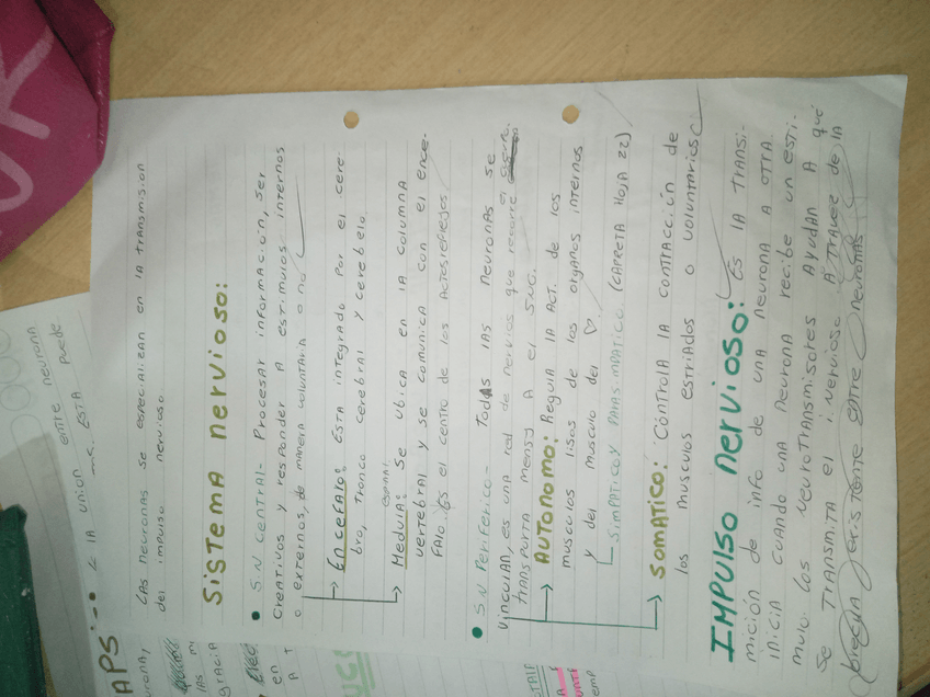 Miniatura del documento Sistema nervioso e impulso nervioso.jpg