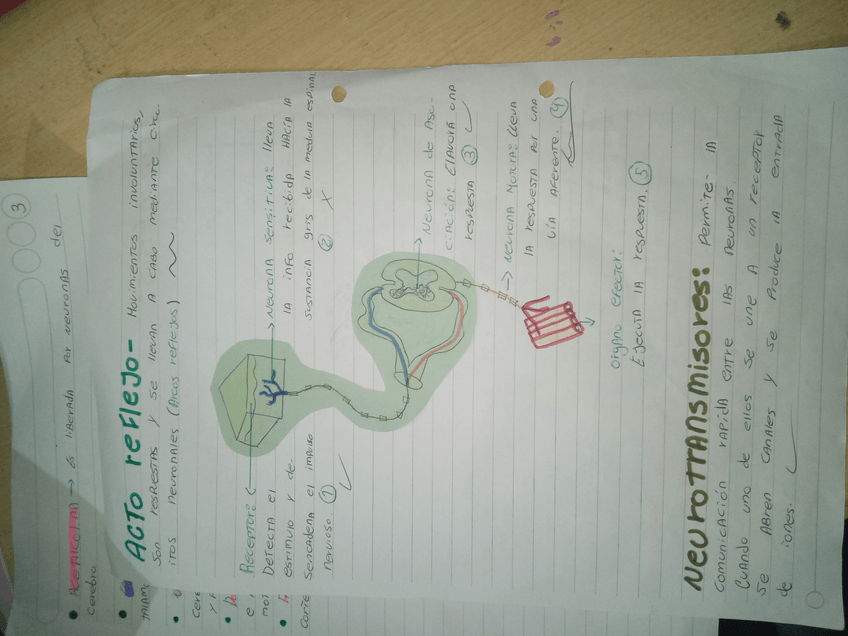 Miniatura del documento Acto reflejos.jpg